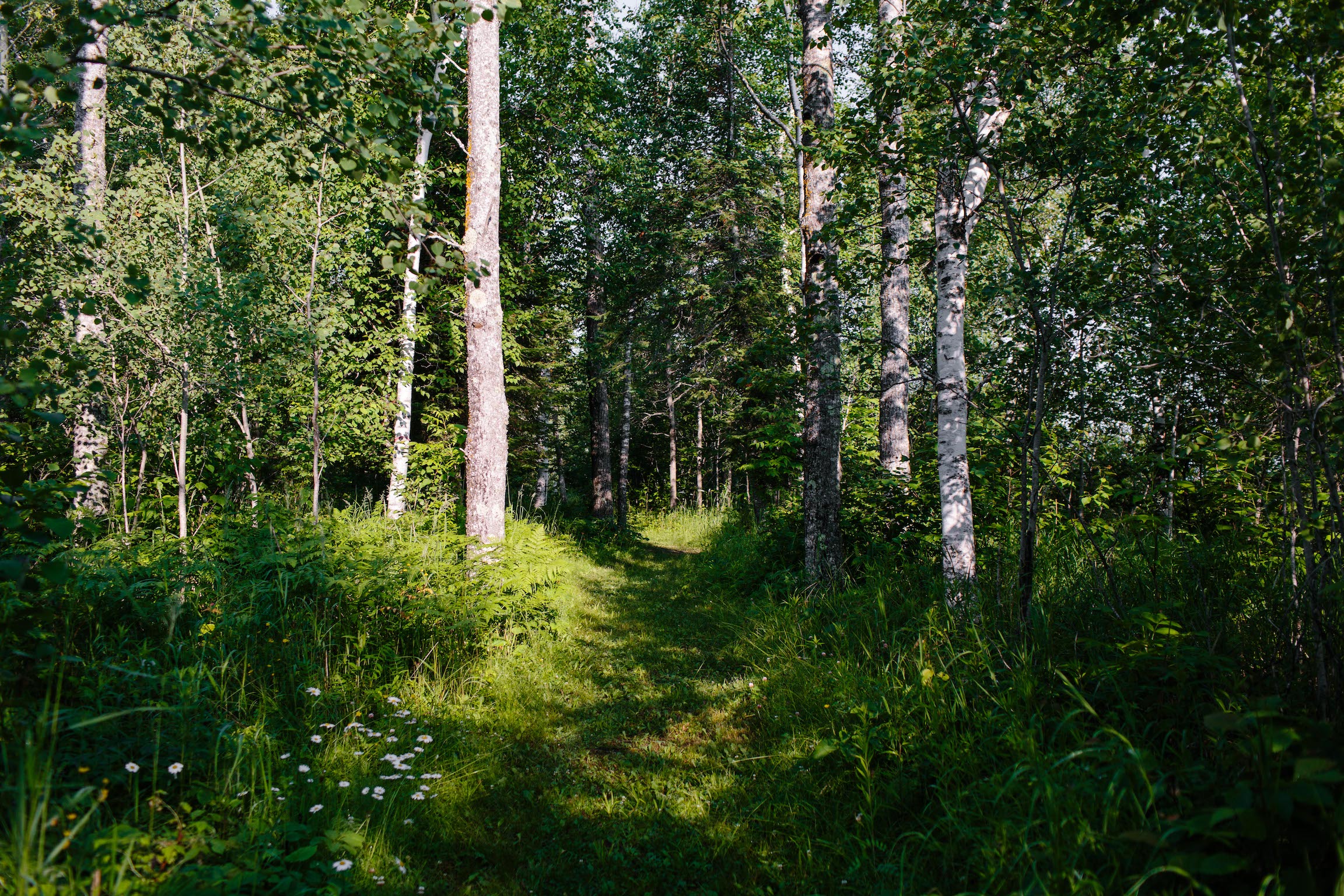 A grassy path through the woods